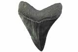Serrated, Fossil Megalodon Tooth - South Carolina #374103-1